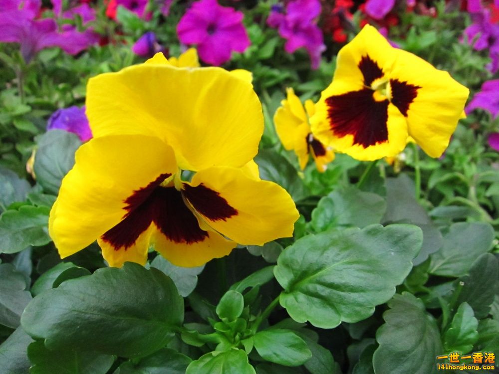 黃色三色堇 (3).jpg