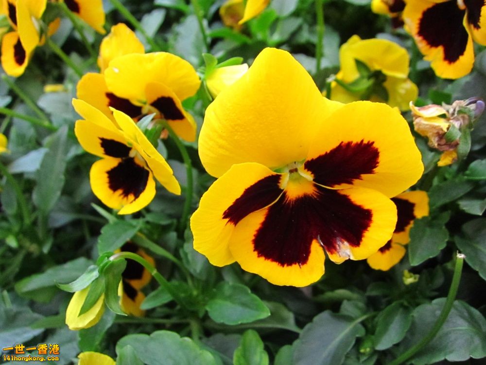 黃色三色堇 (4).jpg