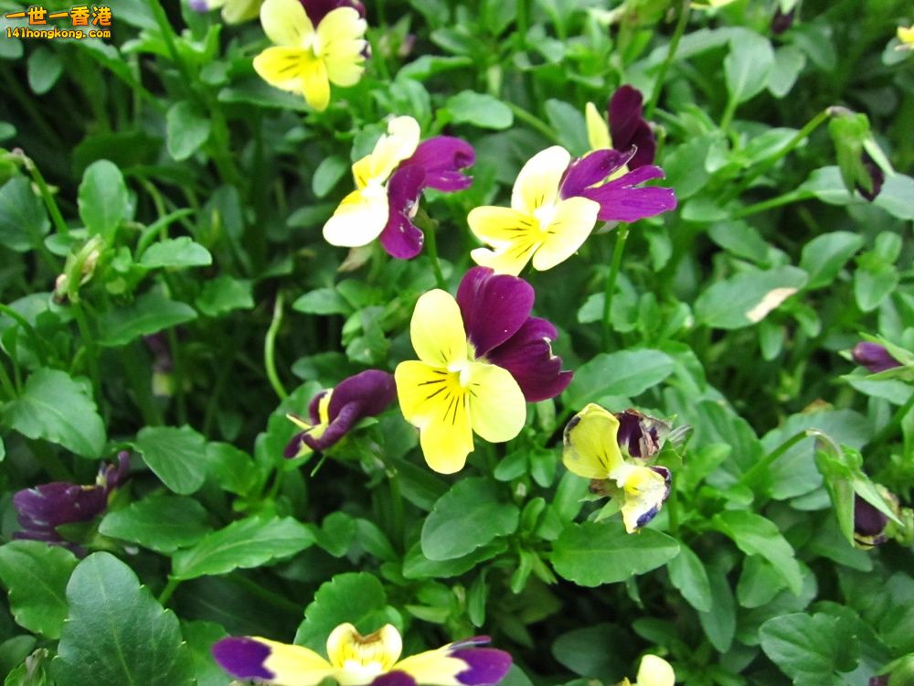 紅黃三色堇 (1).jpg