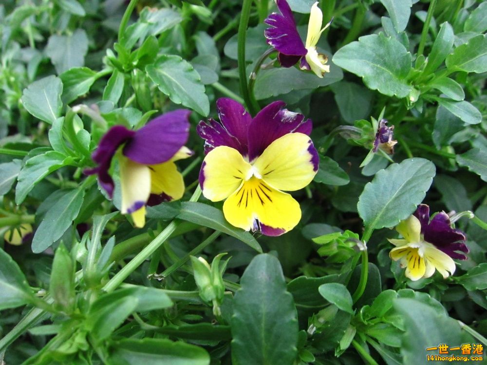 紅黃三色堇 (2).jpg