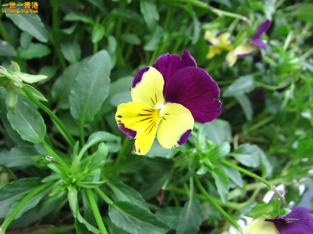 紅黃三色堇 (3).jpg