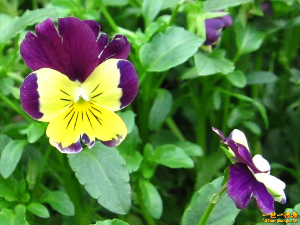 紅黃三色堇 (4).jpg