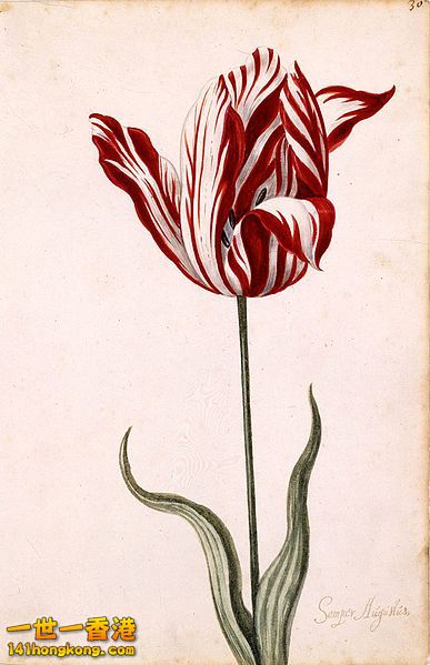387px-Semper_Augustus_Tulip_17th_century.jpg