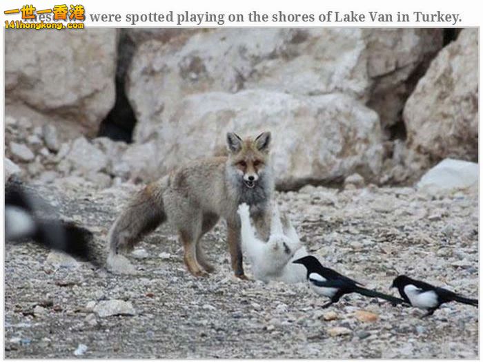 animal_friendships_18.jpg