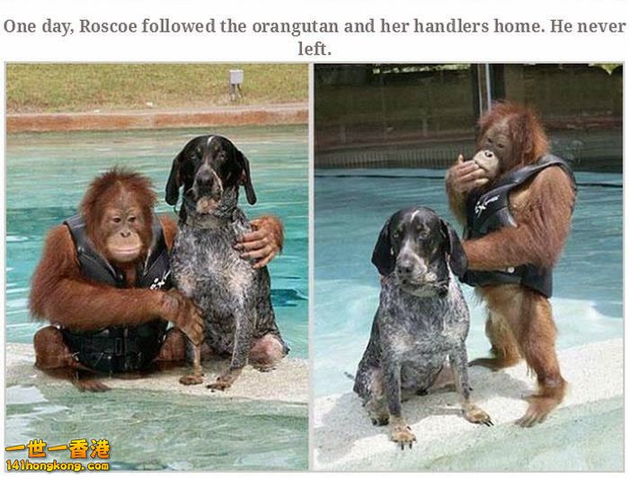 animal_friendships_37.jpg