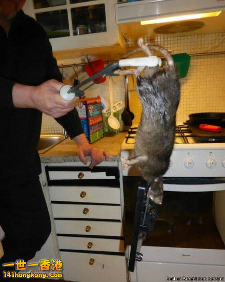 140327132045_giant_rat_sweden_439x549_justusbengstsonkorsas.jpg