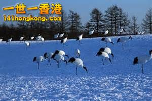 Red-crowned Crane.jpg