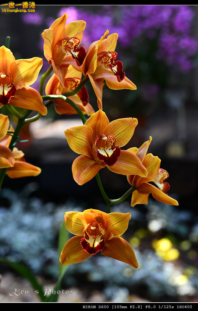 DSC_8173.jpg