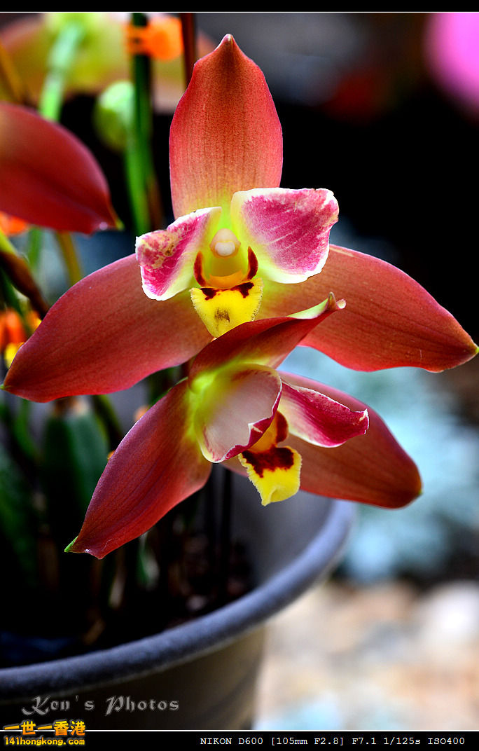 DSC_8175.jpg