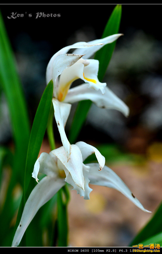 DSC_8182.jpg