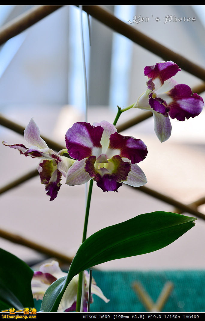 DSC_8144.jpg