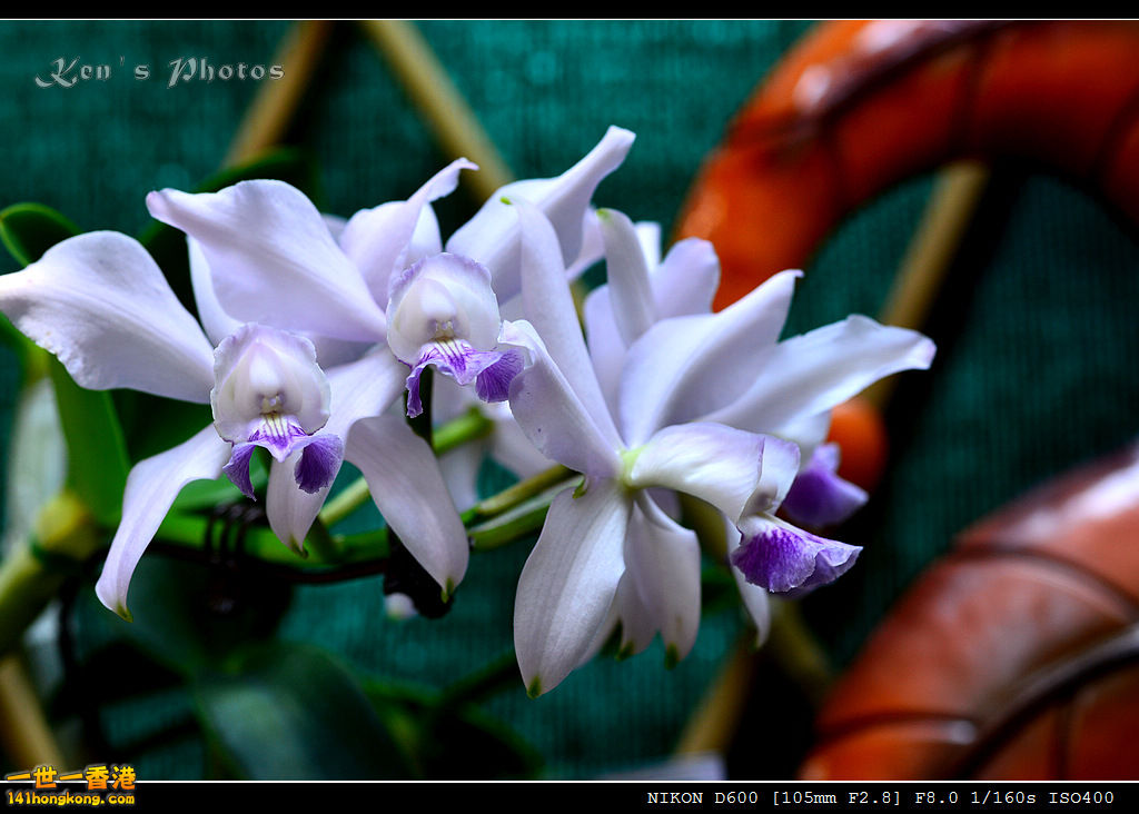 DSC_8121.jpg