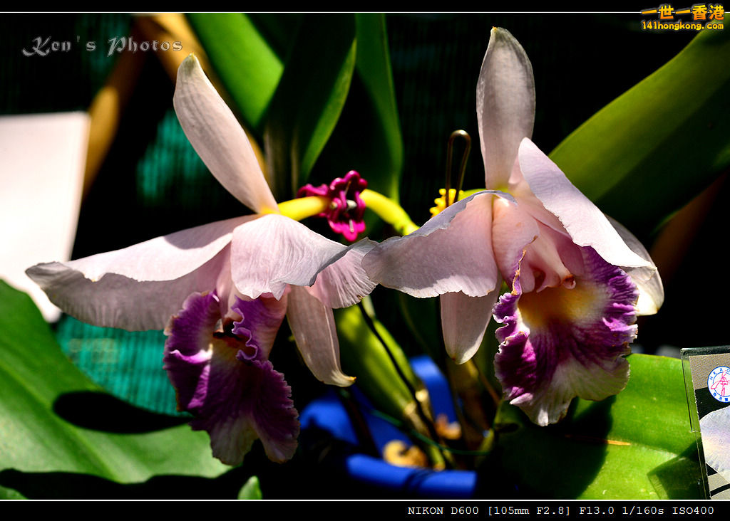 DSC_8124.jpg