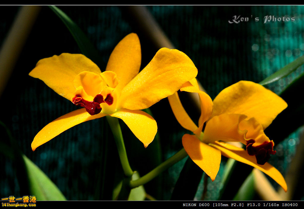 DSC_8126.jpg