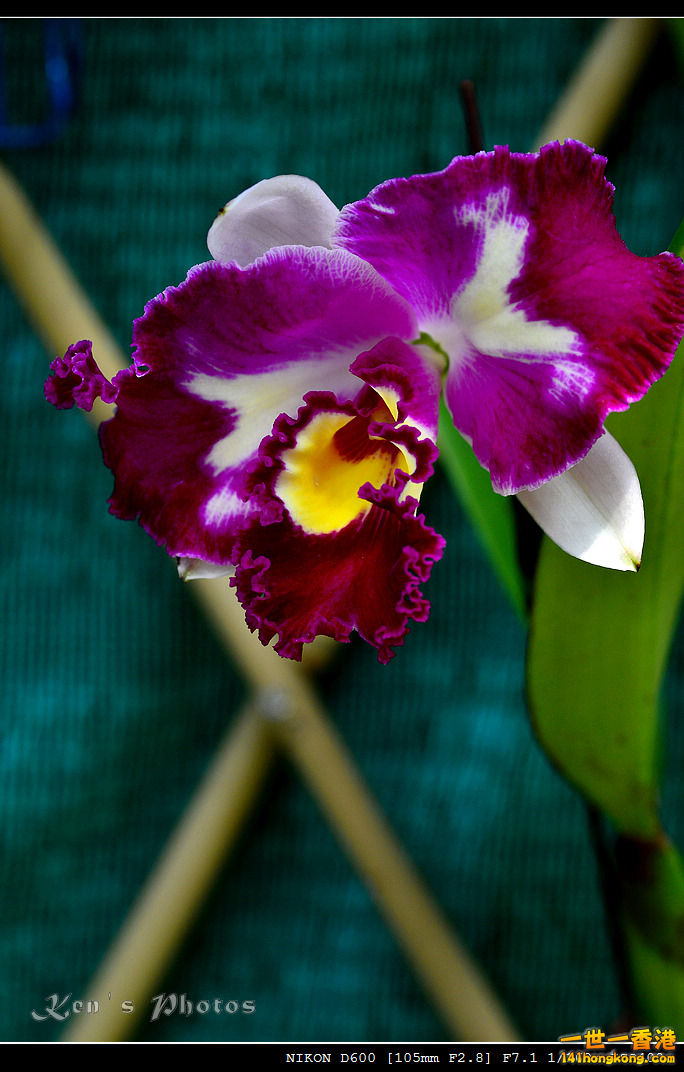 DSC_8135.jpg