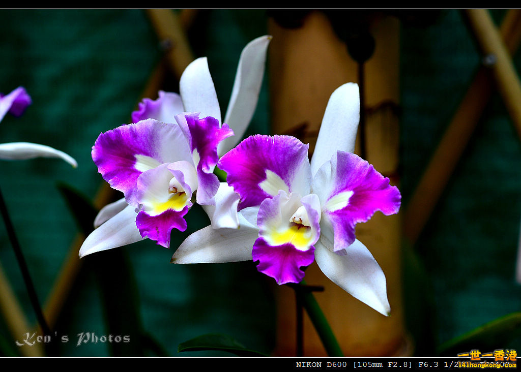 DSC_8110.jpg