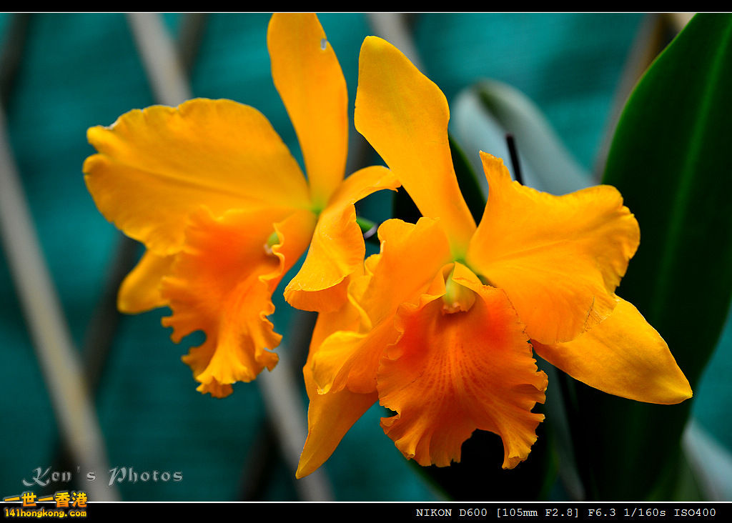 DSC_8114.jpg