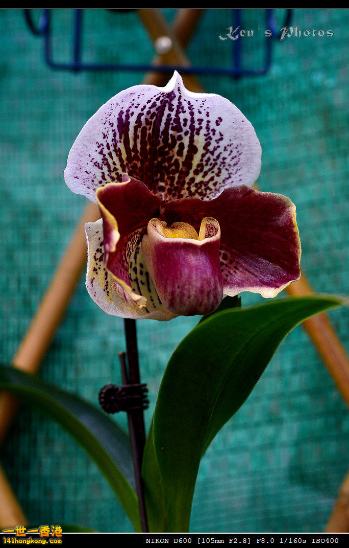 DSC_8081.jpg