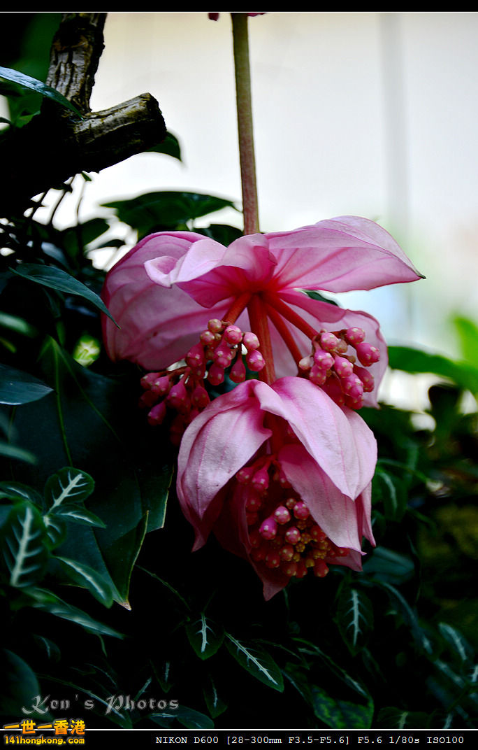 DSC_8226.jpg