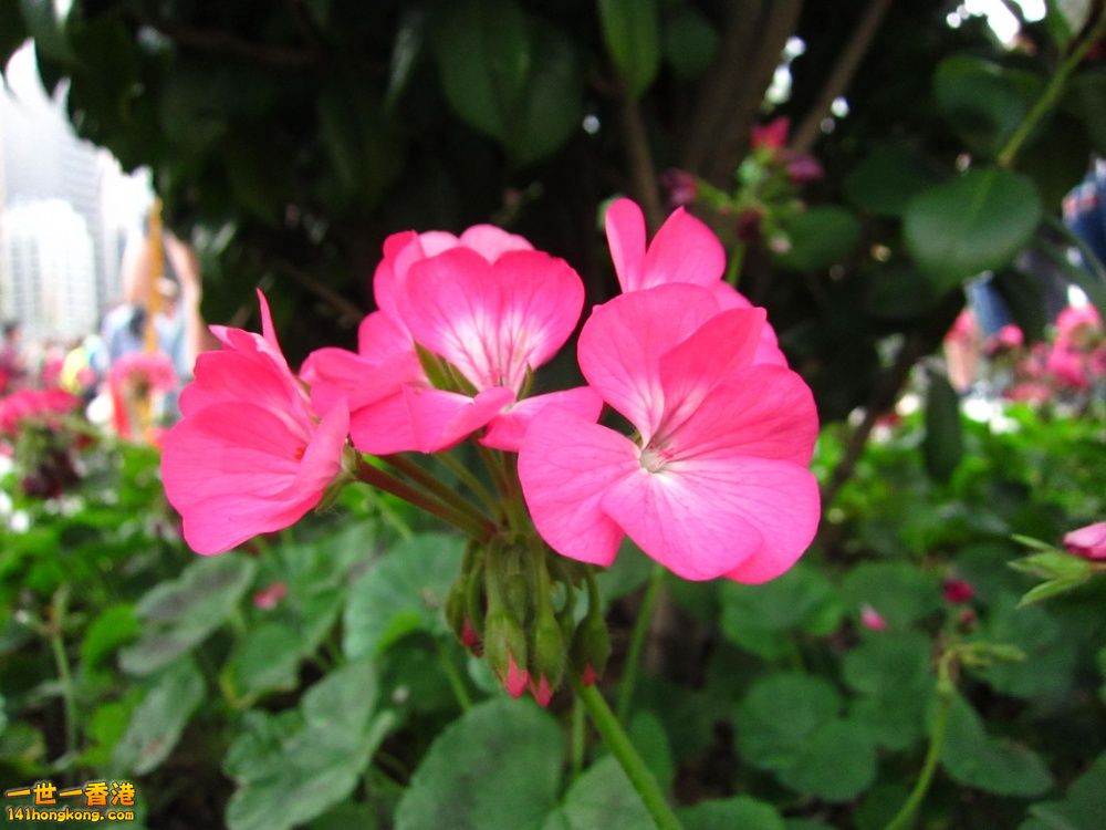 IMG_6912.JPG