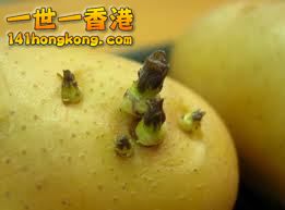 發芽馬鈴薯.jpg