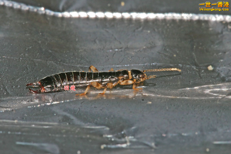 IMG_3664 ___________Timomenus sp.jpg