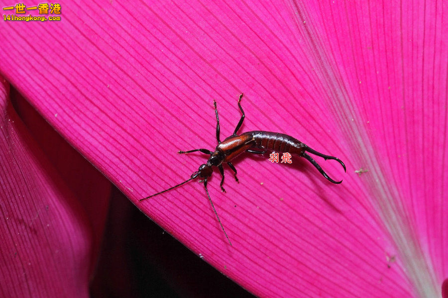 IMG_4645 ___________Timomenus sp.jpg