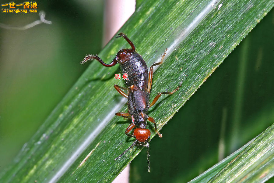 IMG_7715 ___________  Timomenus sp.jpg