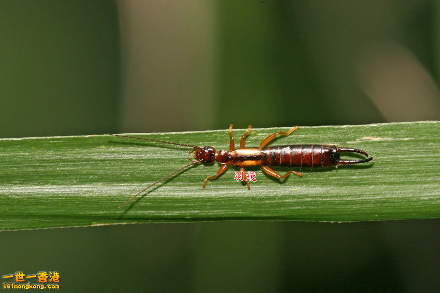 IMG_7914 ______ Timomenus sp_ 1.jpg