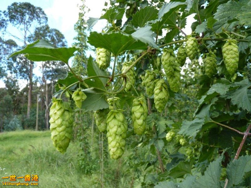 Ellerslie hops.jpg