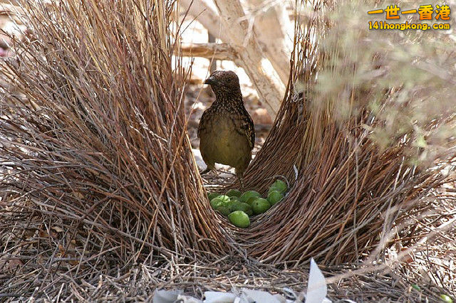bower_bird_nest.jpeg