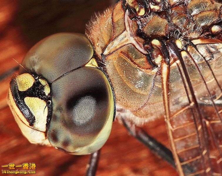 眼756px-Dragonfly_compound_eyes02.jpg