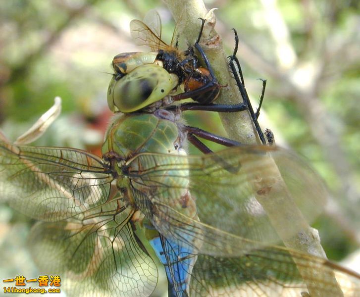 捕食727px-Anax_withmeal.jpg