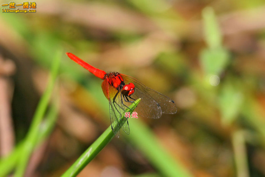 小紅蜻蜓.jpg