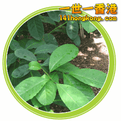 瑪黛茶00.gif