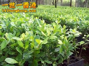 瑪黛茶02.jpg