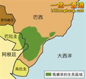 瑪黛茶03.jpg