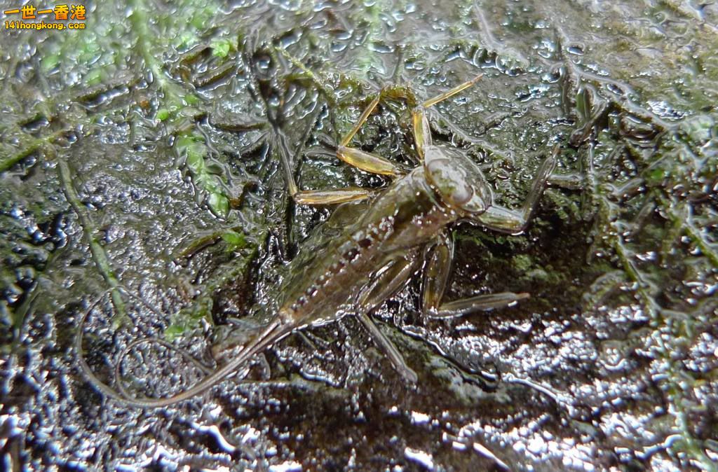 稚蟲mayflylarvae.jpg