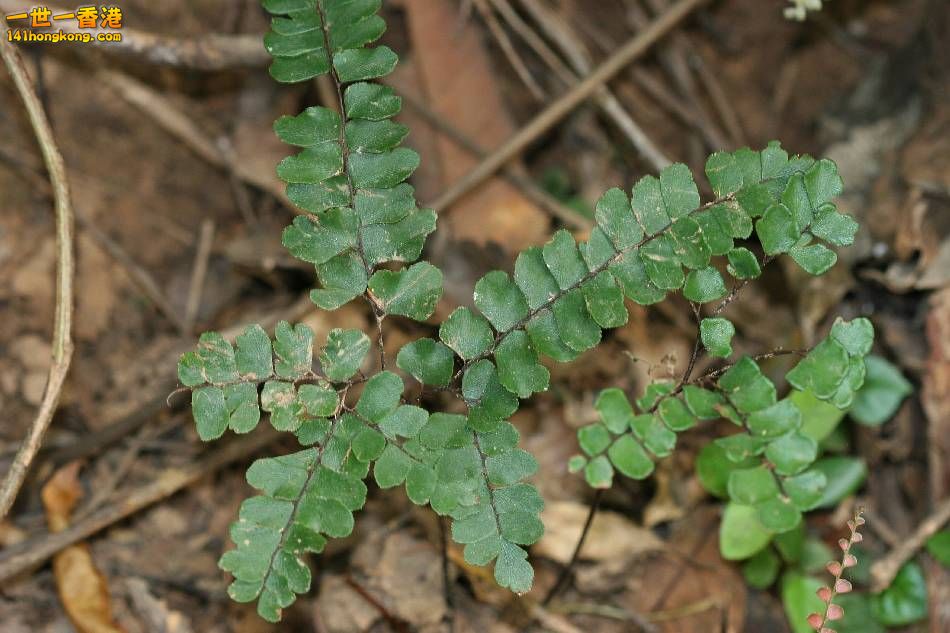 扇葉鐵線蕨1.JPG