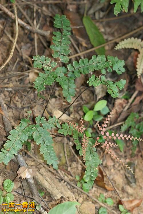扇葉鐵線蕨2.JPG