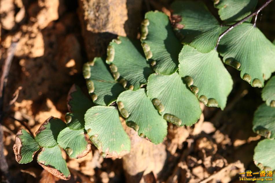 扇葉鐵線蕨5.JPG