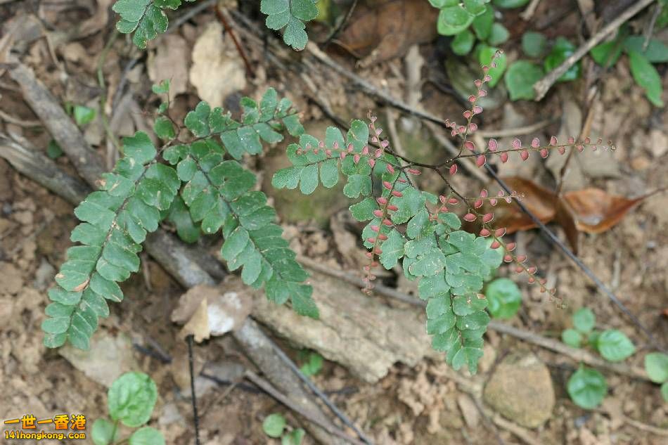 扇葉鐵線蕨6.JPG