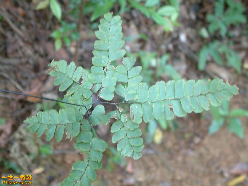 扇葉鐵線蕨13.JPG