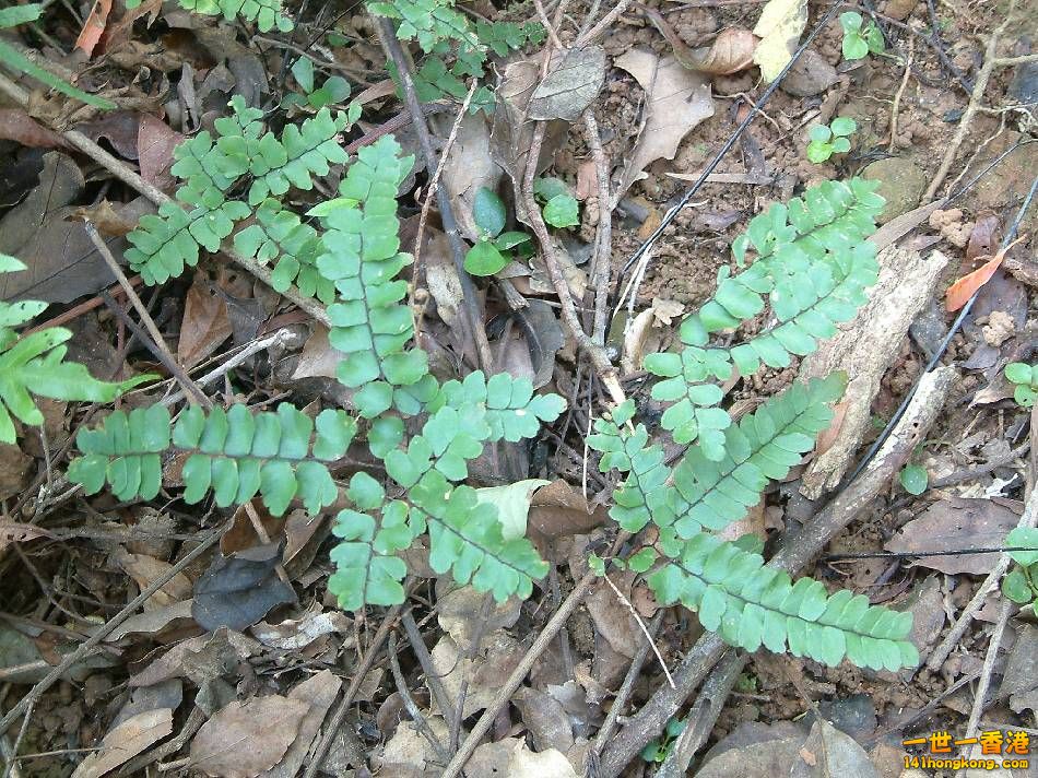 扇葉鐵線蕨15.JPG