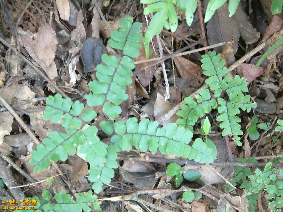 扇葉鐵線蕨16.JPG