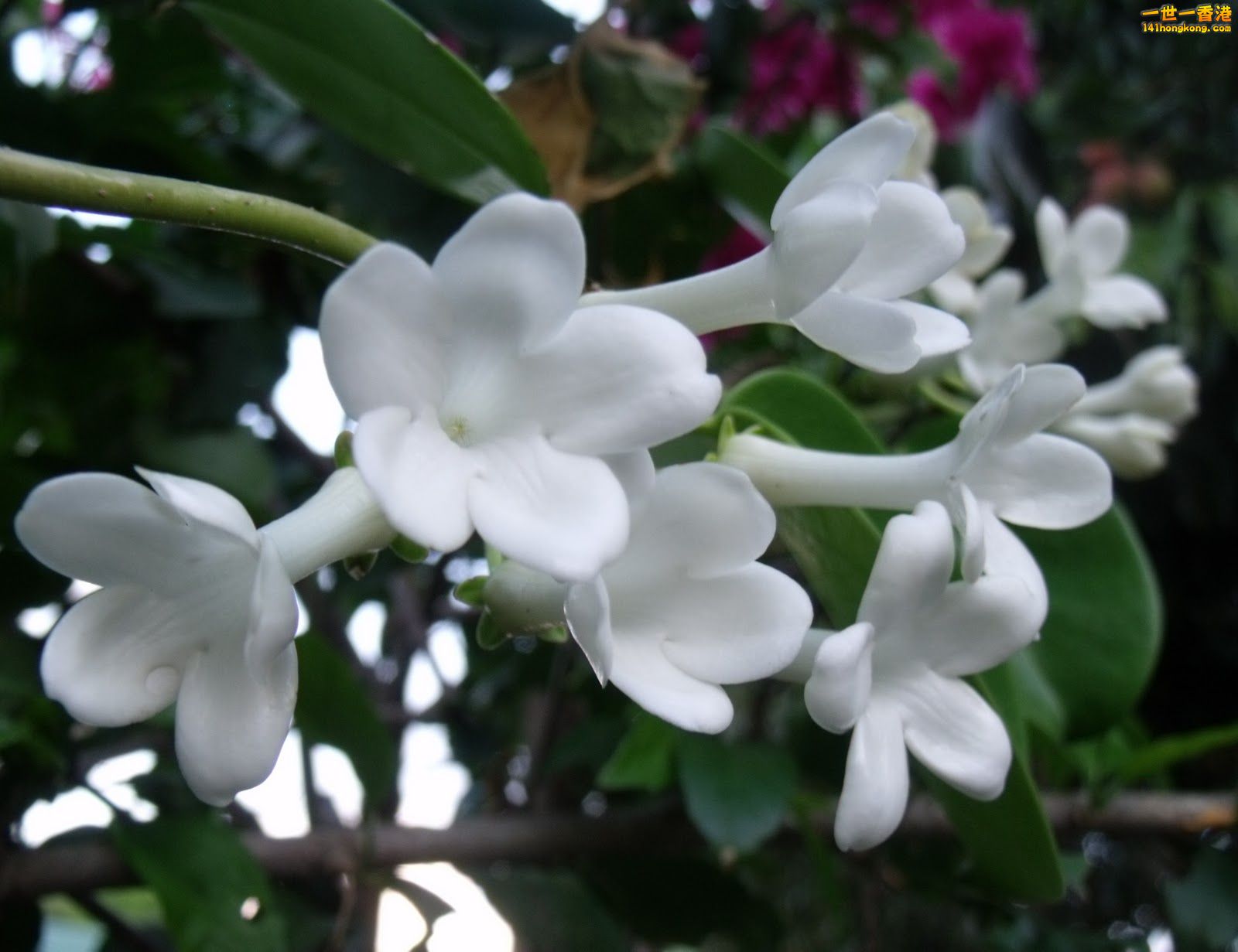stephanotis flowers.jpg