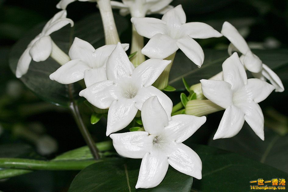 Stephanotis_floribunda_flowers_photo_file_PDB_84KB.jpg
