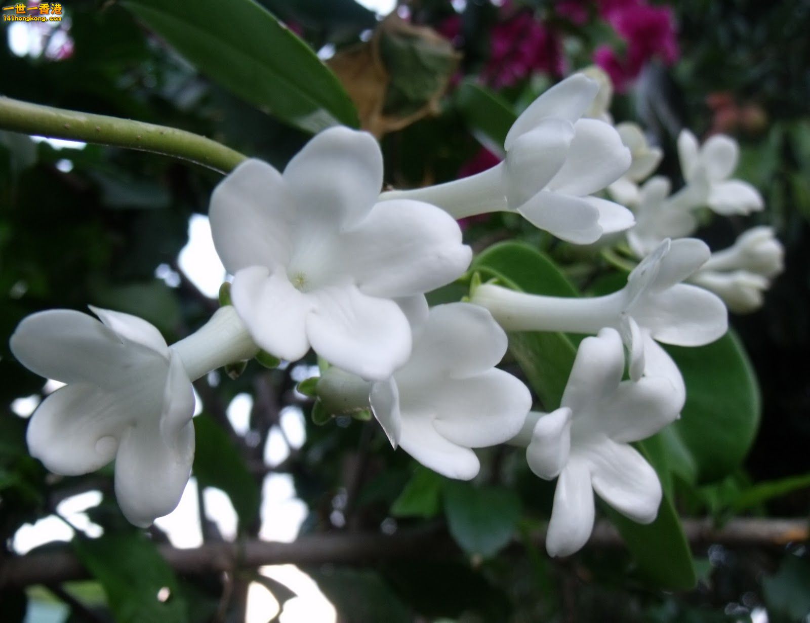 stephanotis flowers.jpg