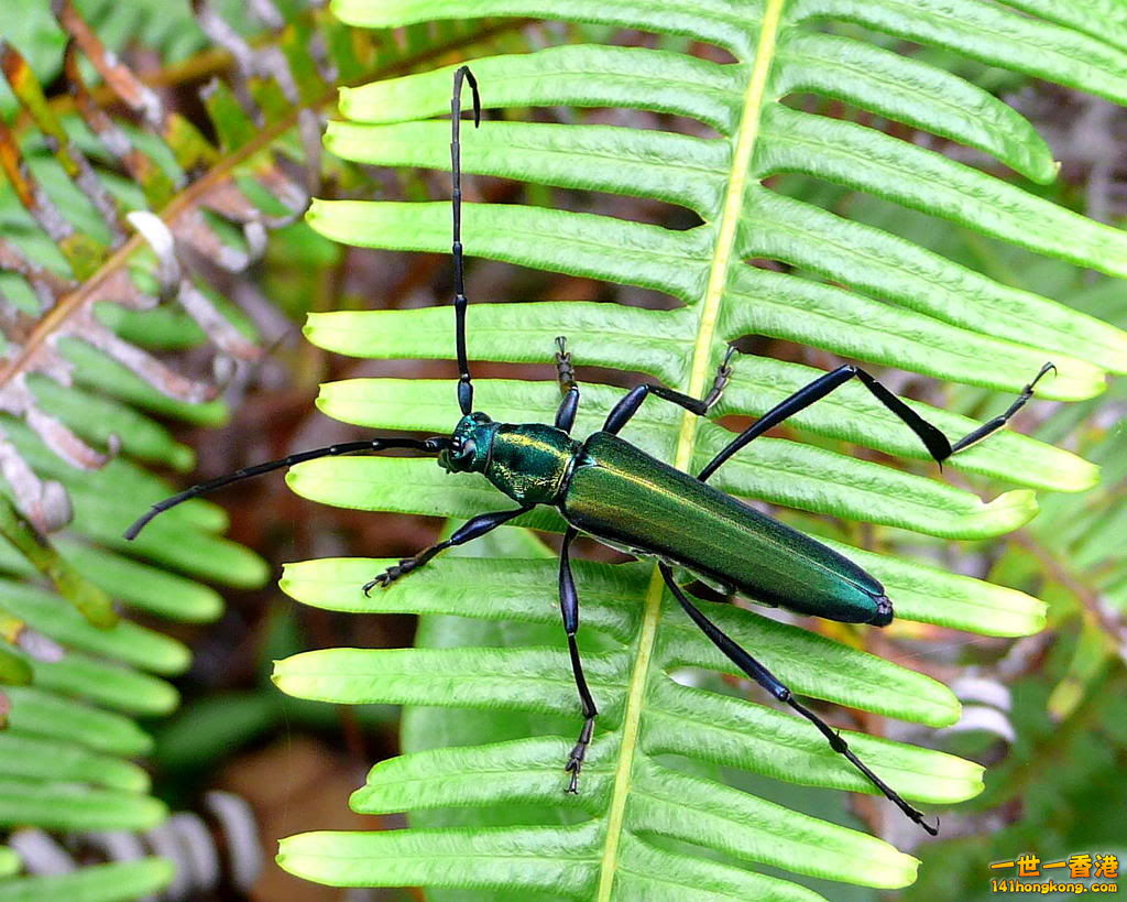 中華綠天牛.jpg