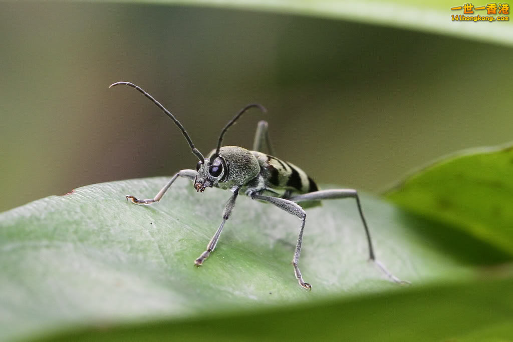 半環綠虎天牛.jpg